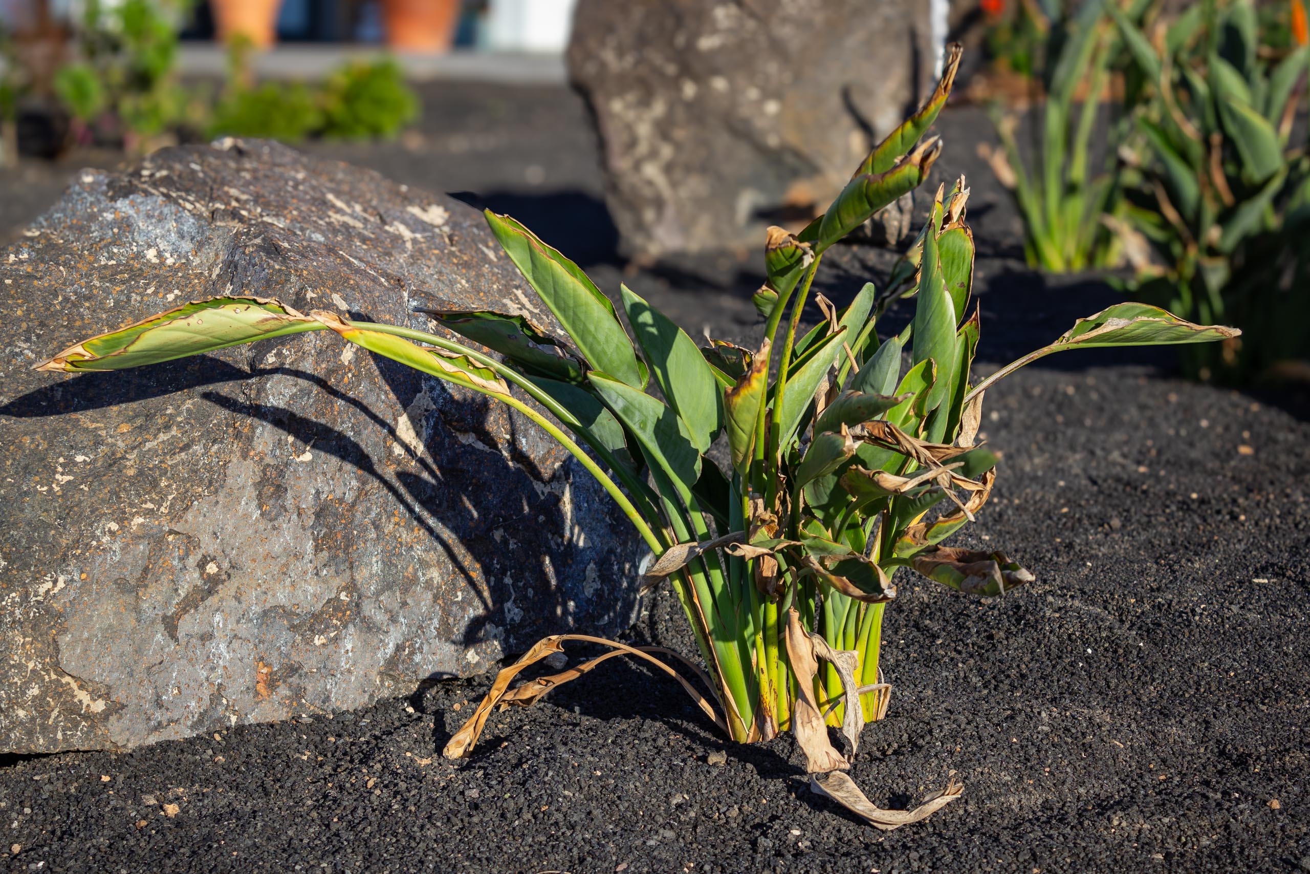 2023 11 LasBreñas 1. November der Vorgarten alles andere 006