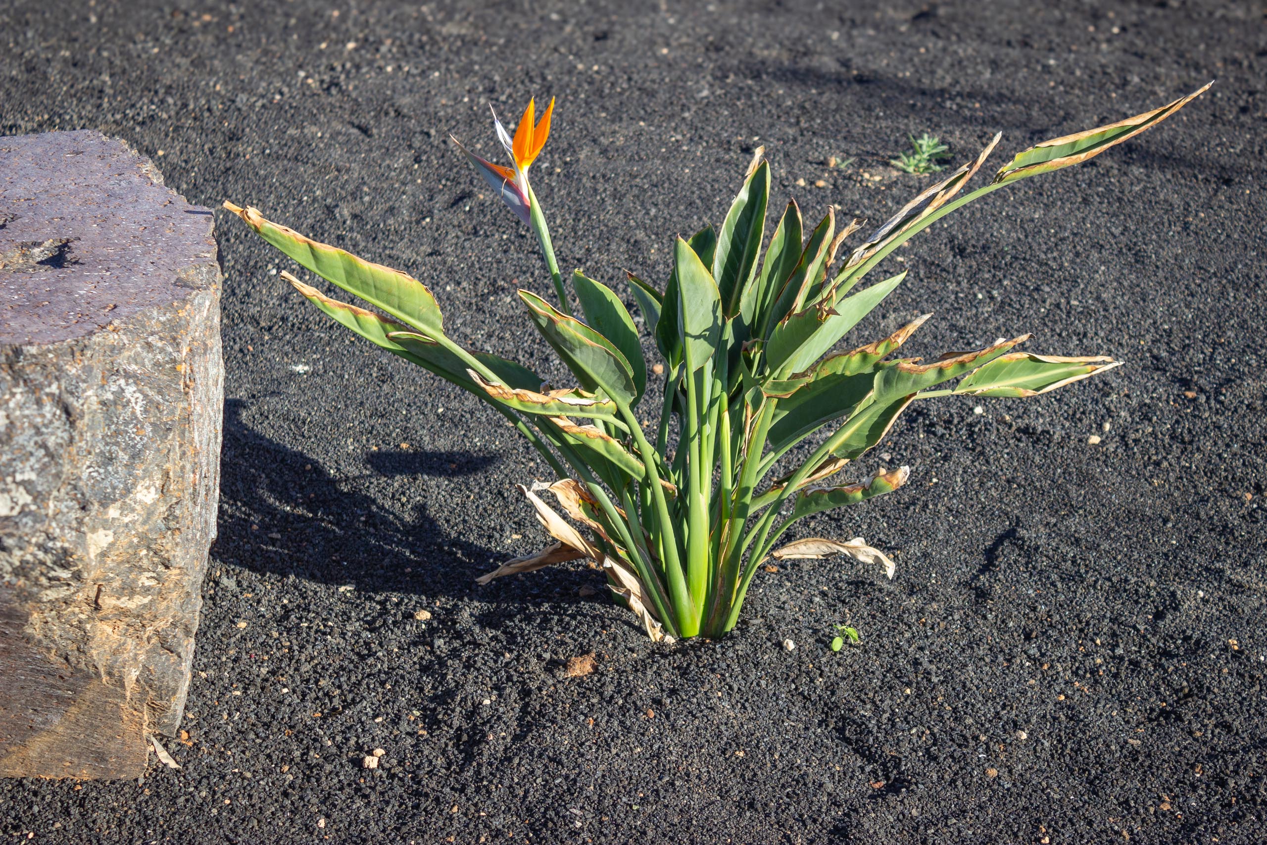 2023 11 LasBreñas 1. November der Vorgarten alles andere 007