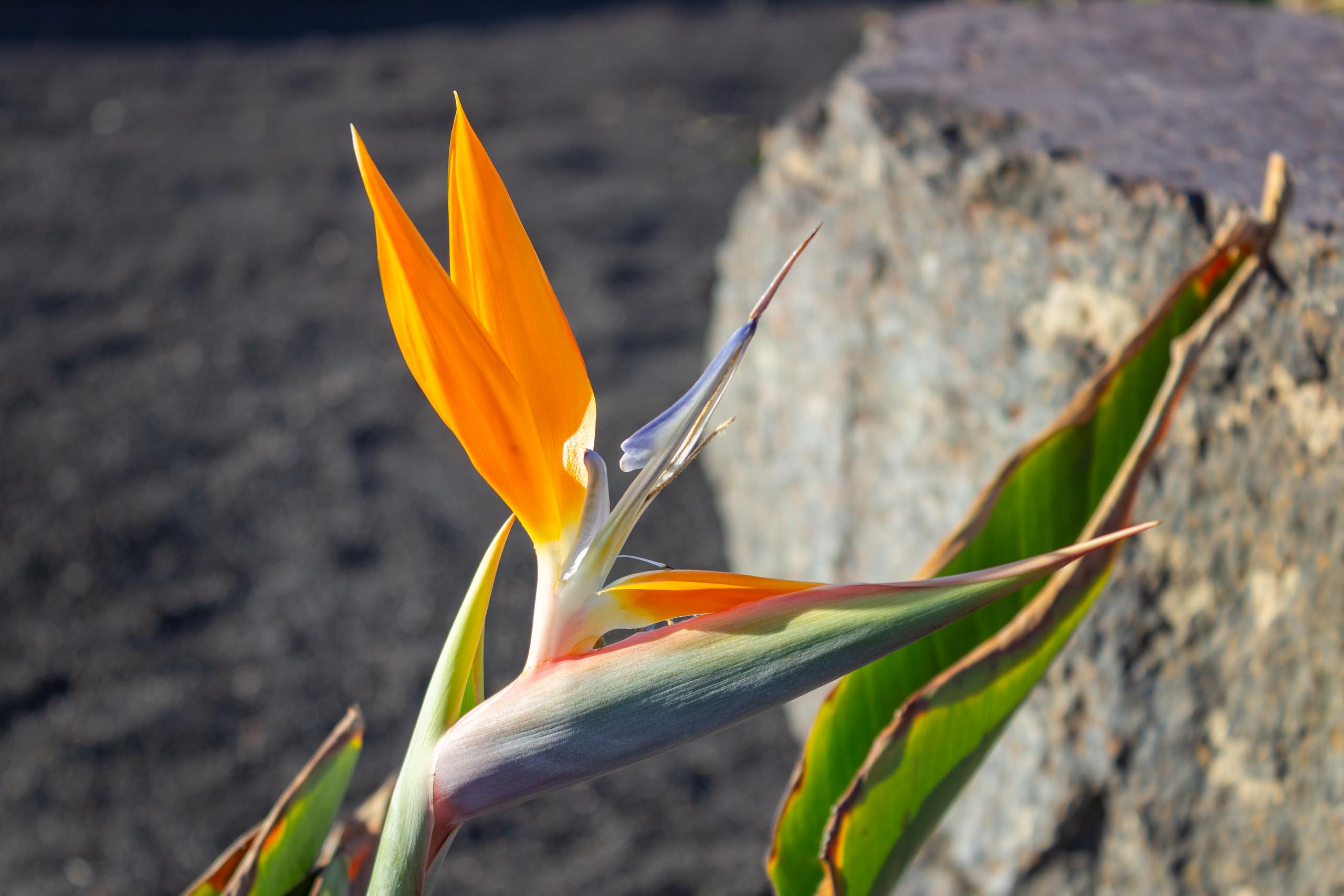 2023 11 LasBreñas 1. November der Vorgarten alles andere 008