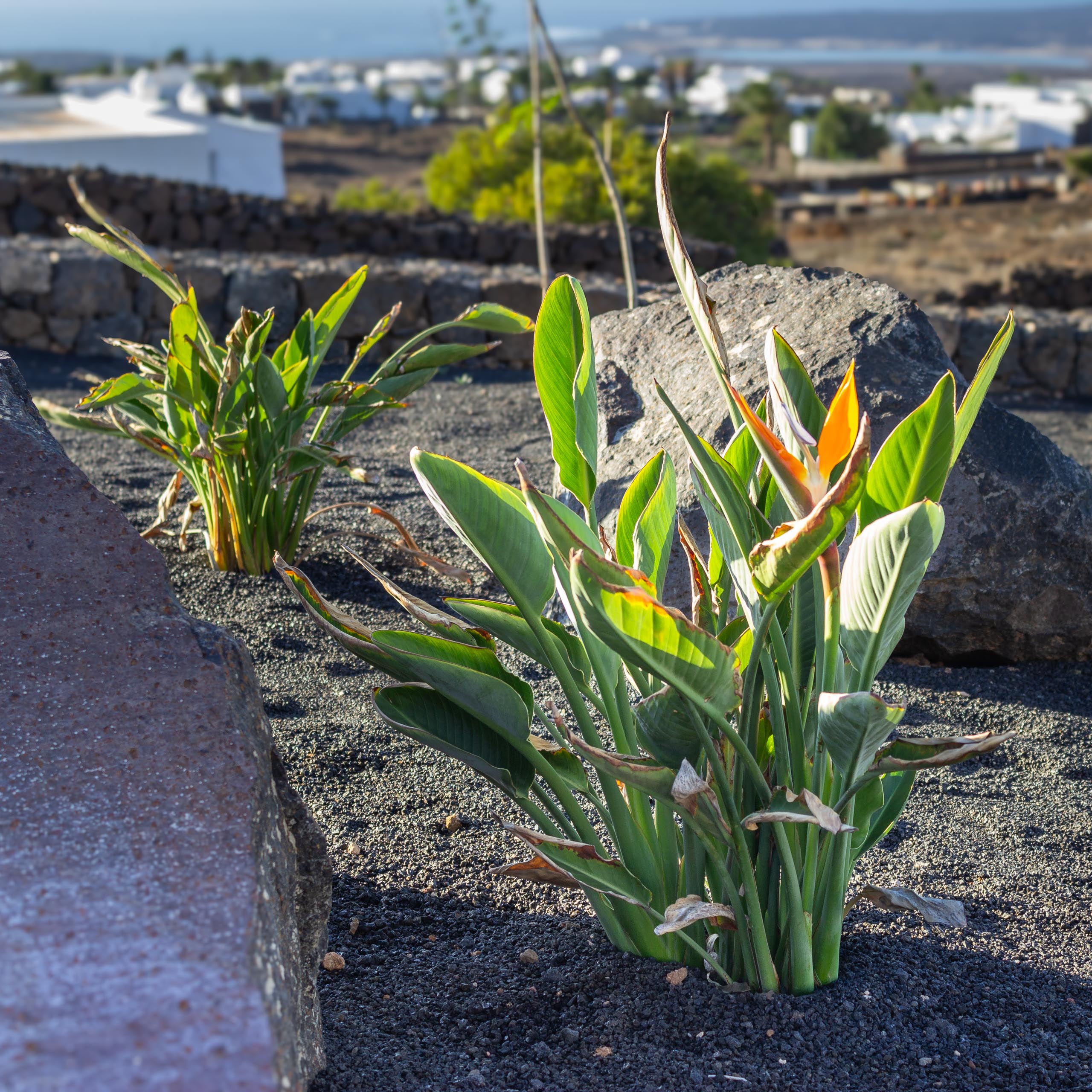 2023 11 LasBreñas 1. November der Vorgarten alles andere 009