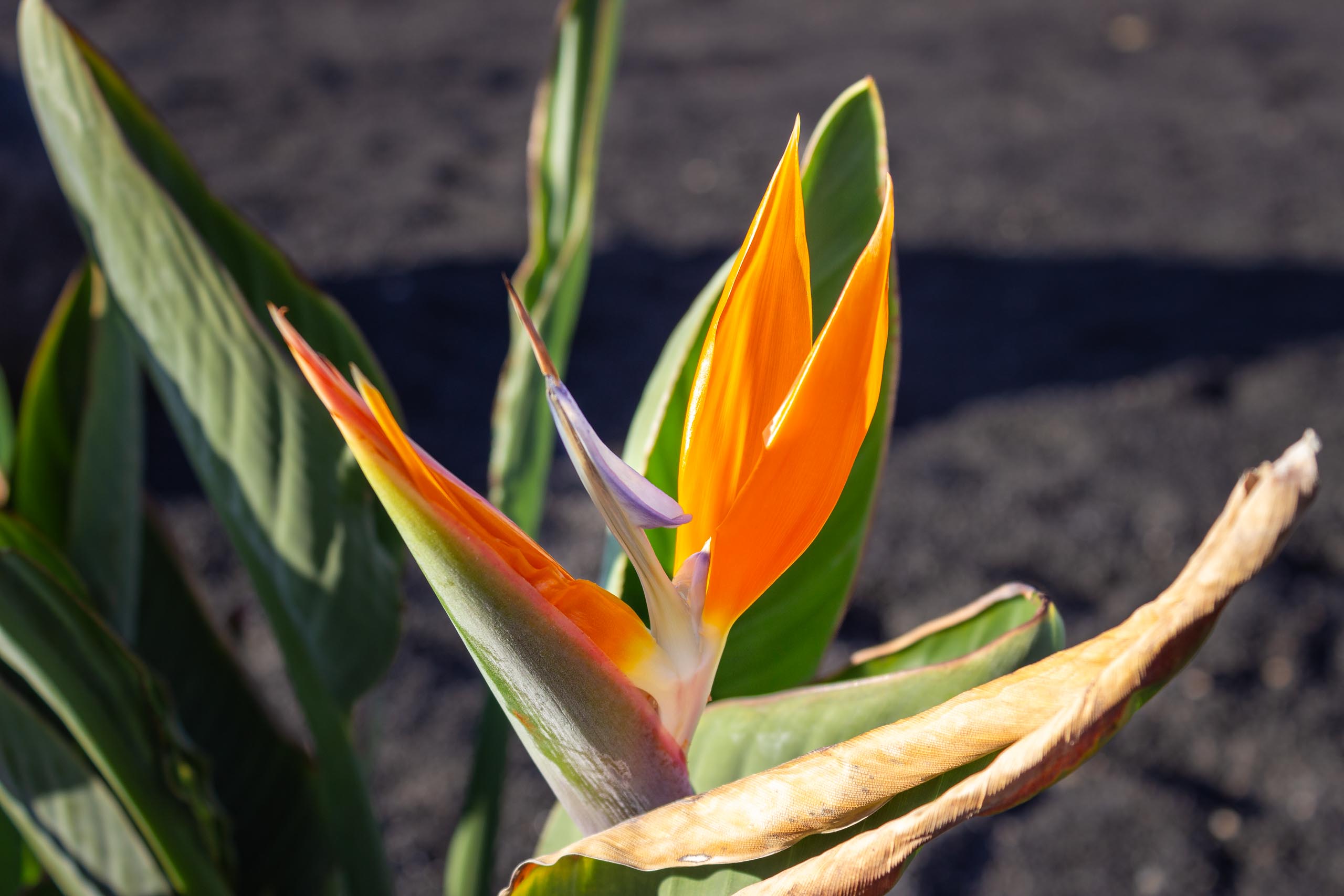 2023 11 LasBreñas 1. November der Vorgarten alles andere 010