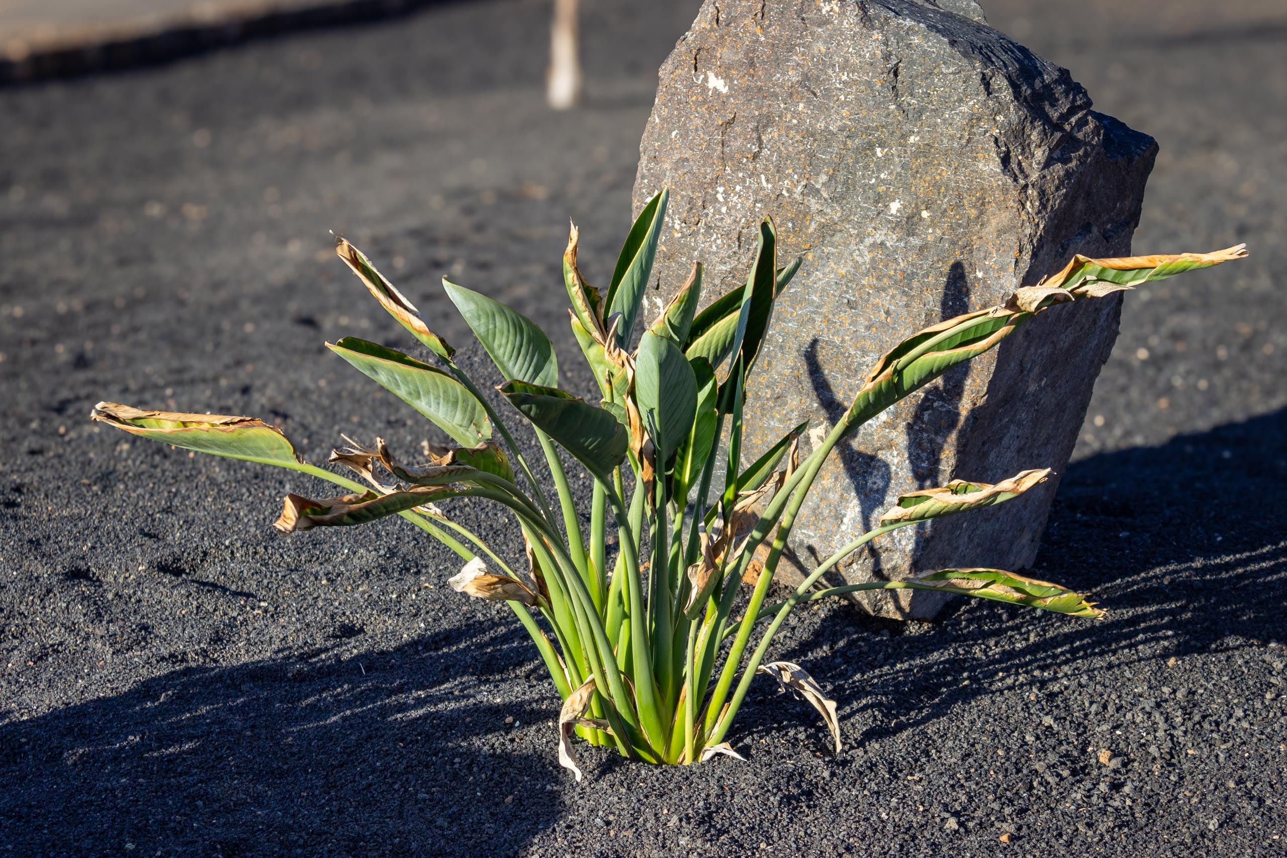 2023 11 LasBreñas 1. November der Vorgarten alles andere 011