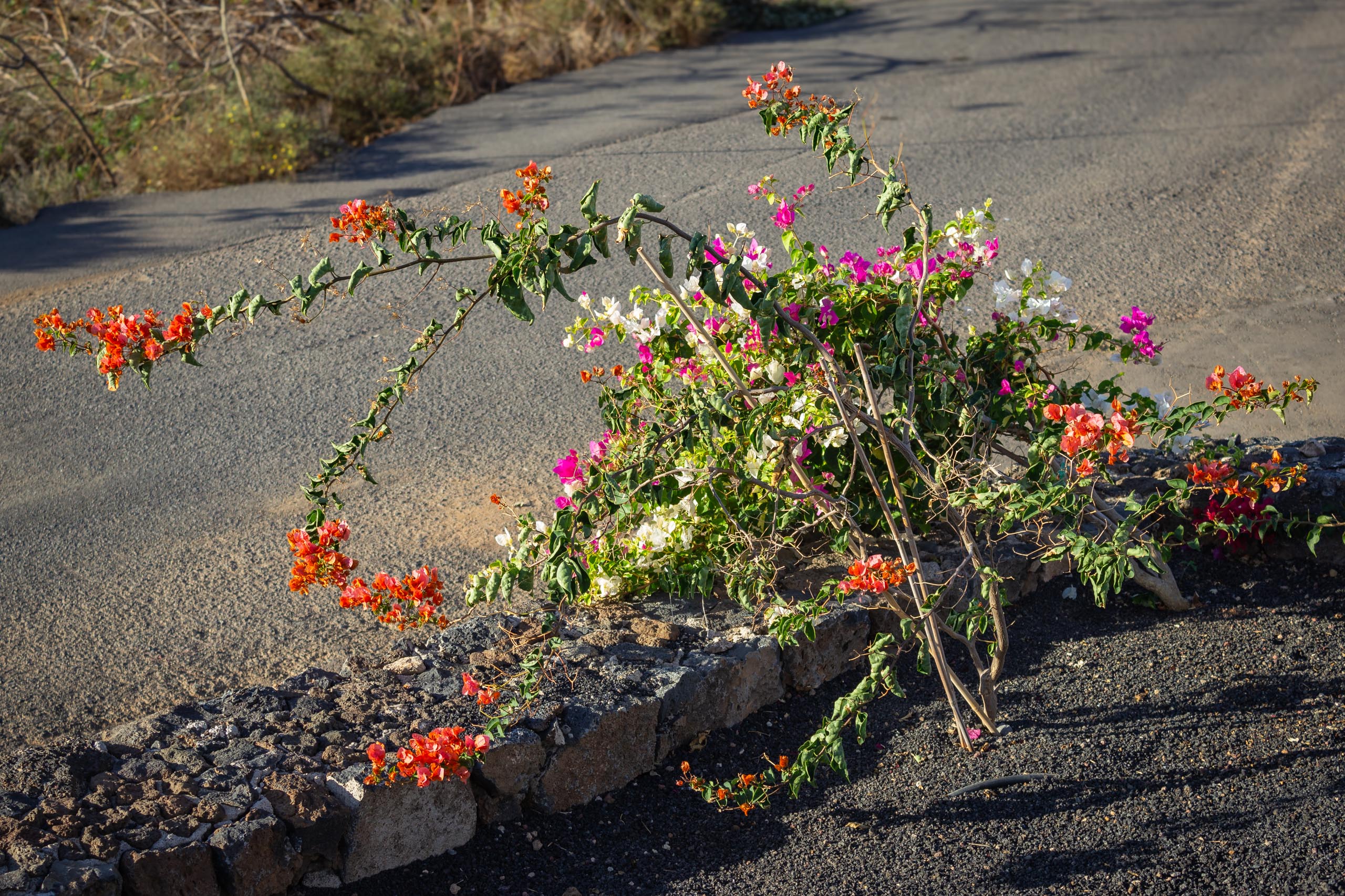 2023 11 LasBreñas 1. November der Vorgarten alles andere 012