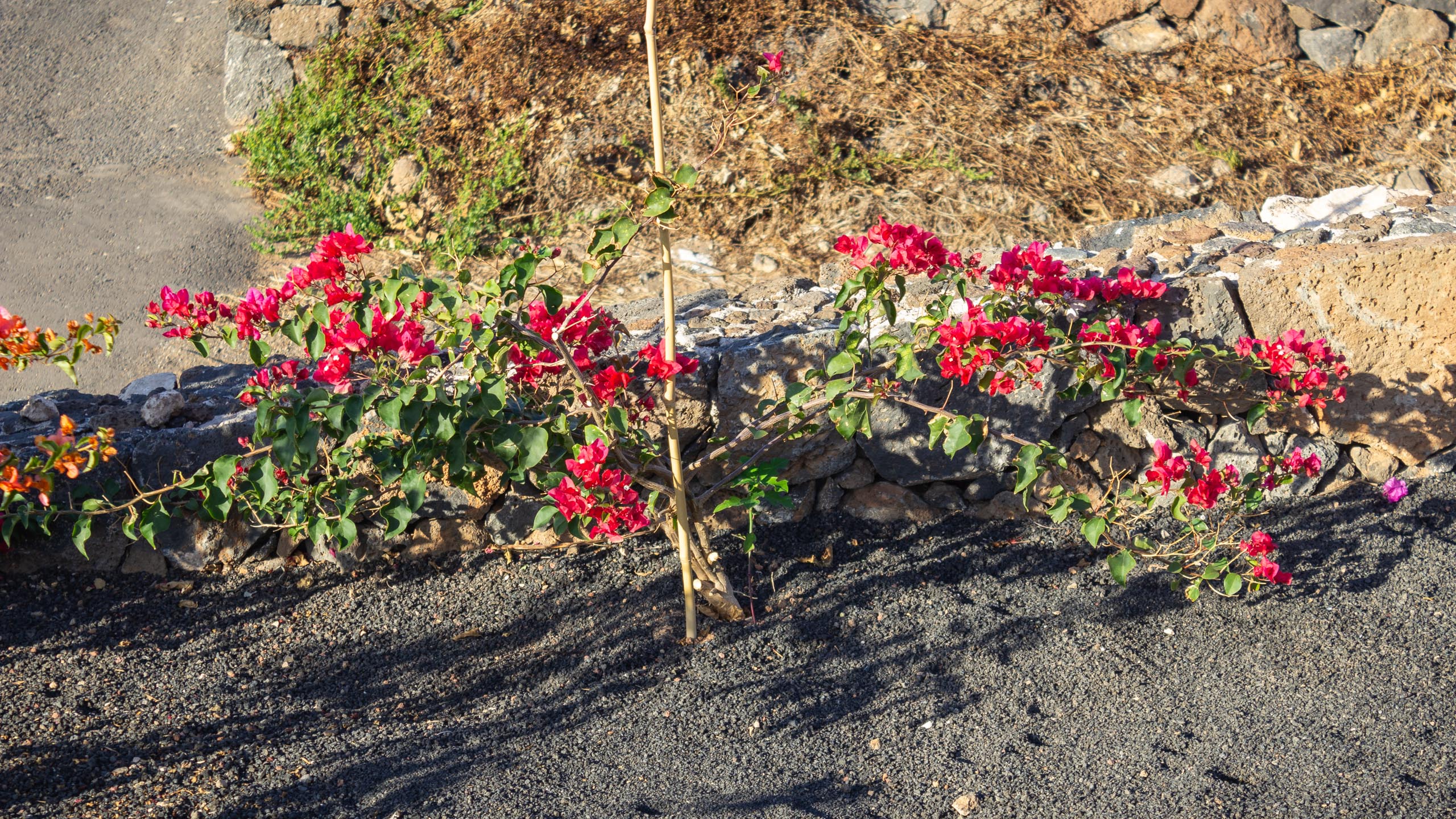 2023 11 LasBreñas 1. November der Vorgarten alles andere 013