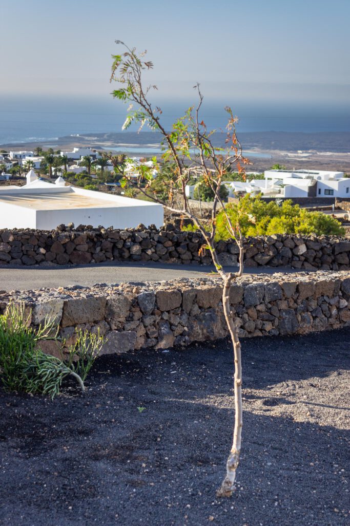 2023 11 LasBreñas 1. November die Vorgartenbäume 001