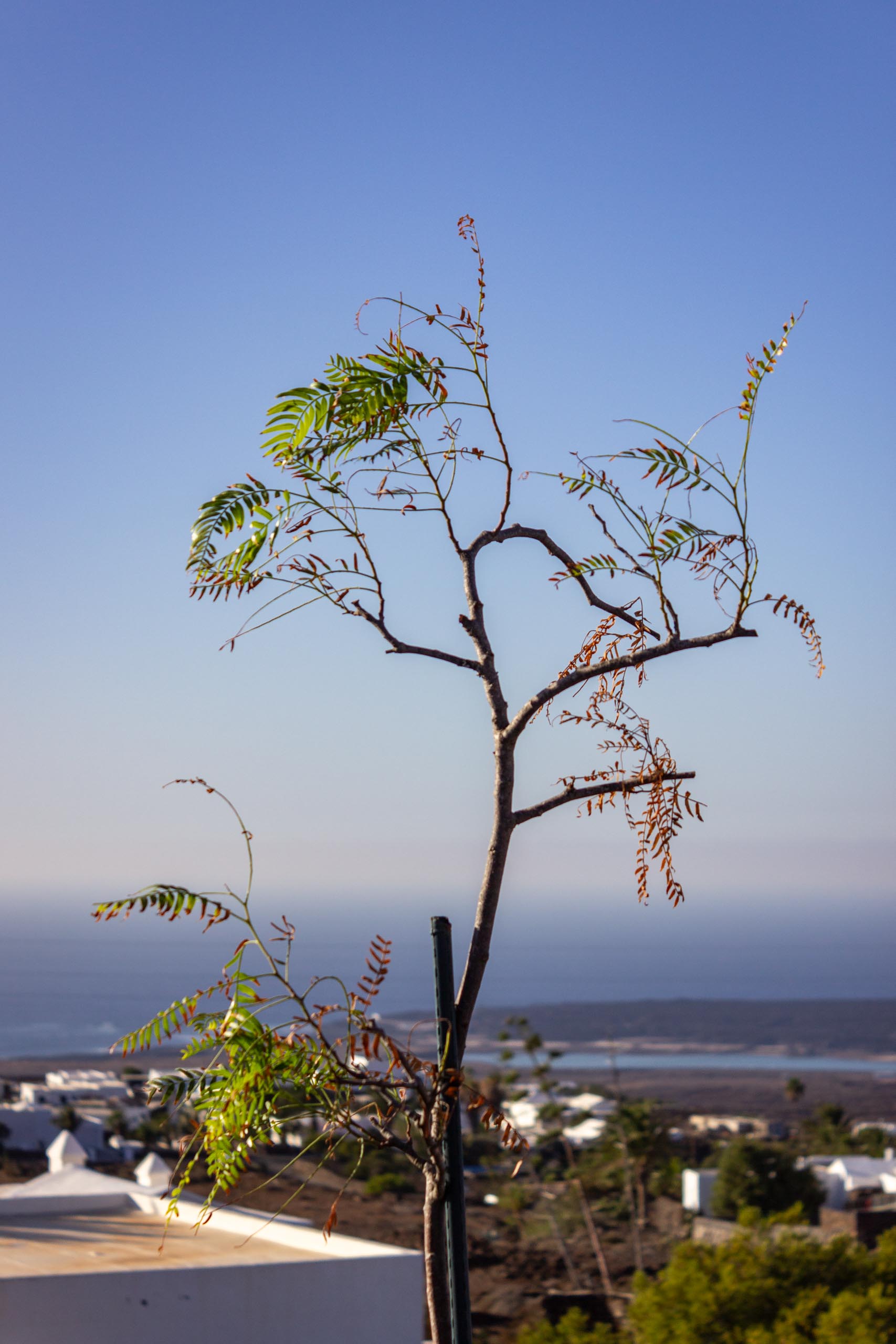 2023 11 LasBreñas November 1 the front garden trees 005