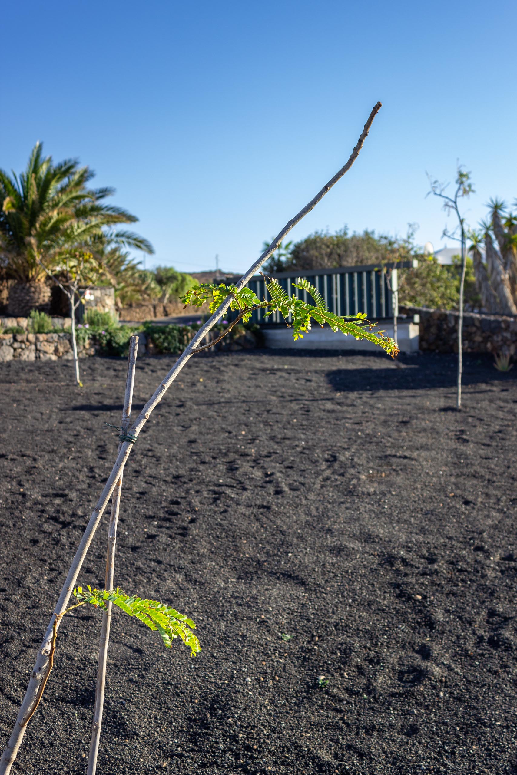 2023 11 LasBreñas November 1 the front garden trees 006