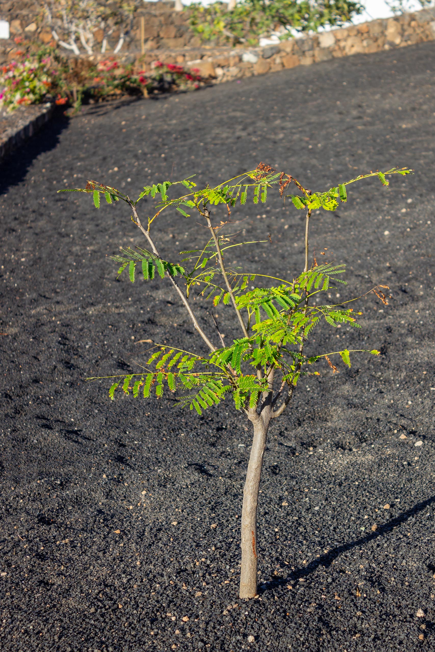 2023 11 LasBreñas November 1 the front garden trees 007