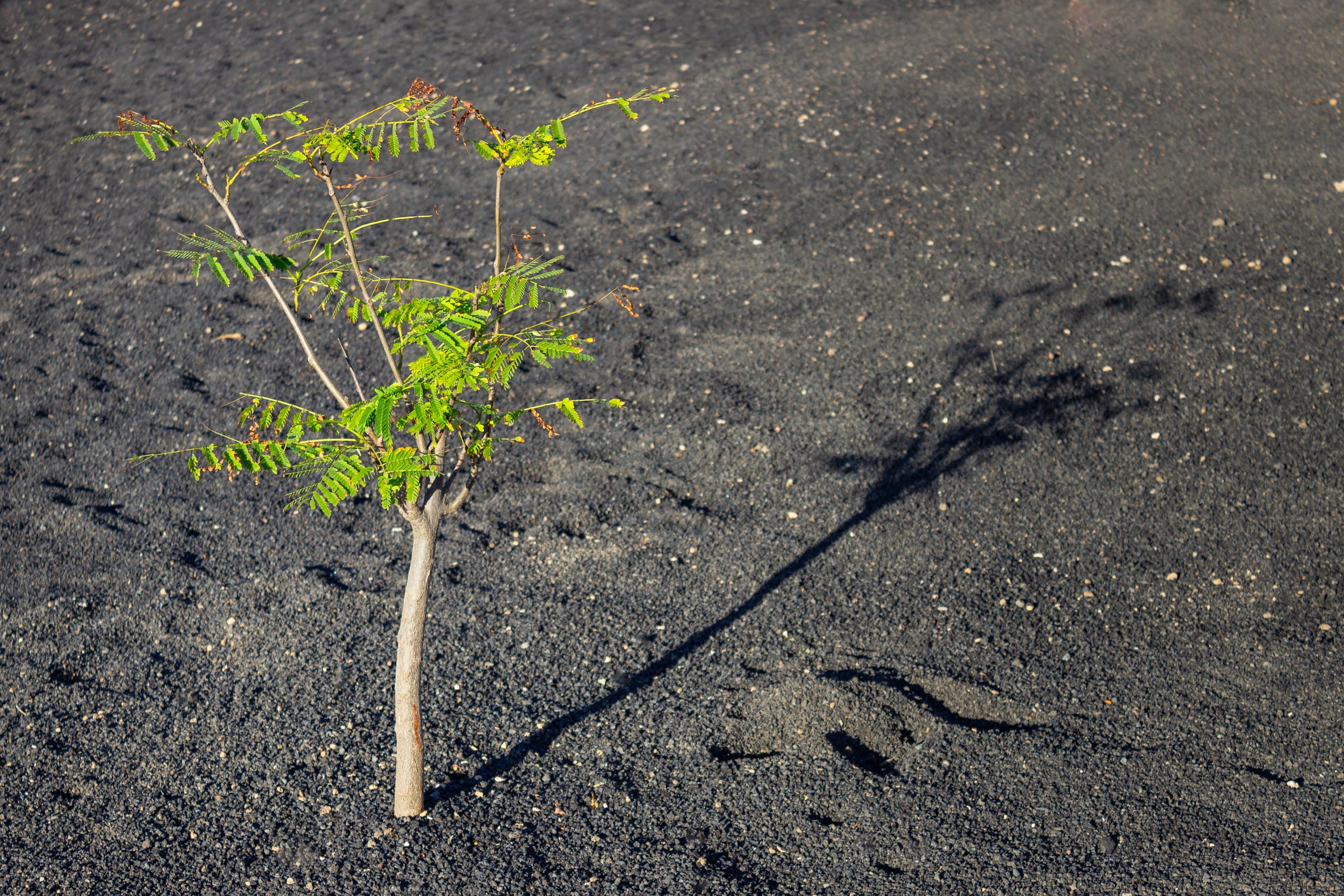 2023 11 LasBreñas November 1 the front garden trees 008