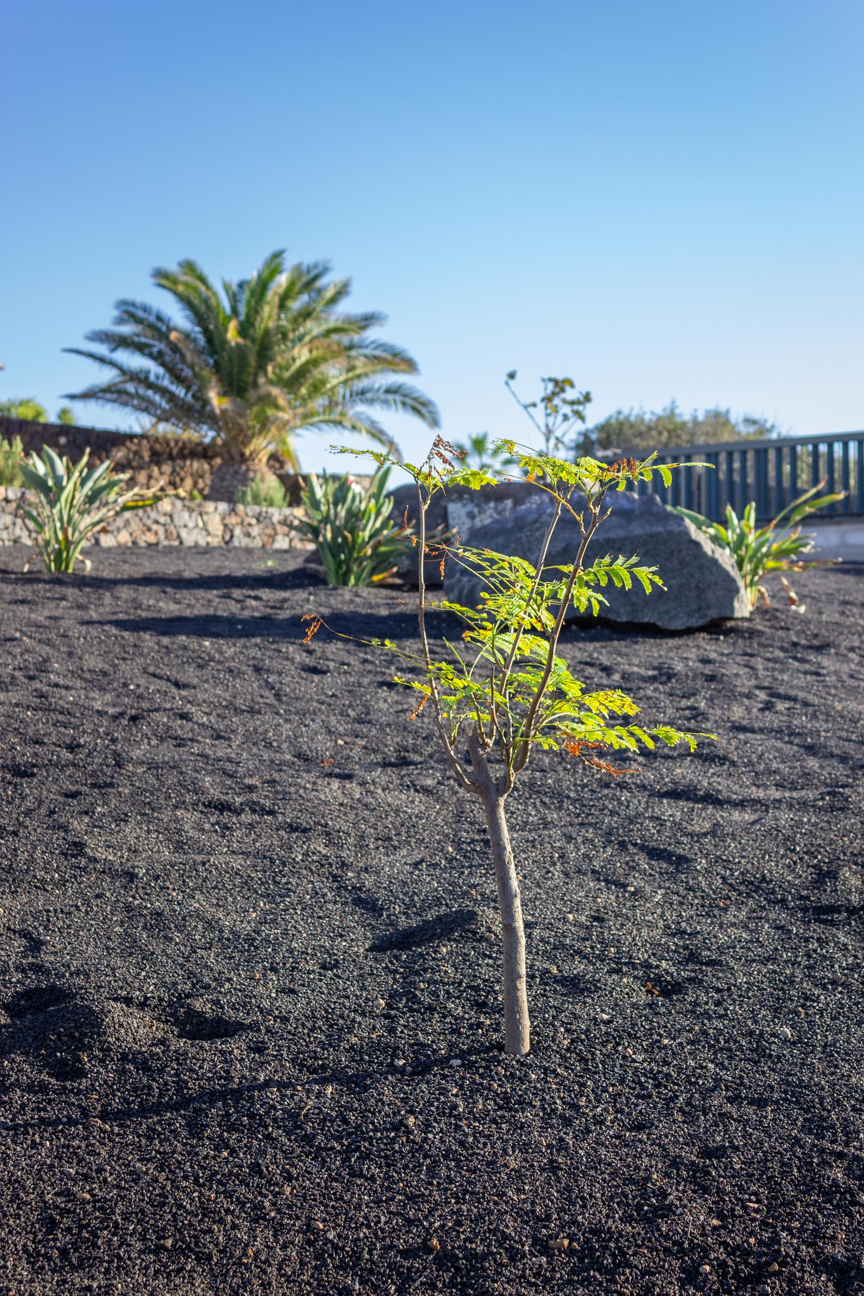 2023 11 LasBreñas November 1 the front garden trees 009