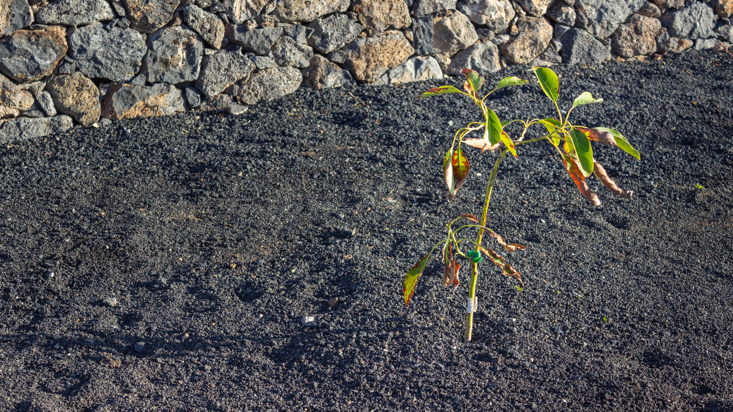 2023 11 LasBreñas November 1 the front garden trees 010