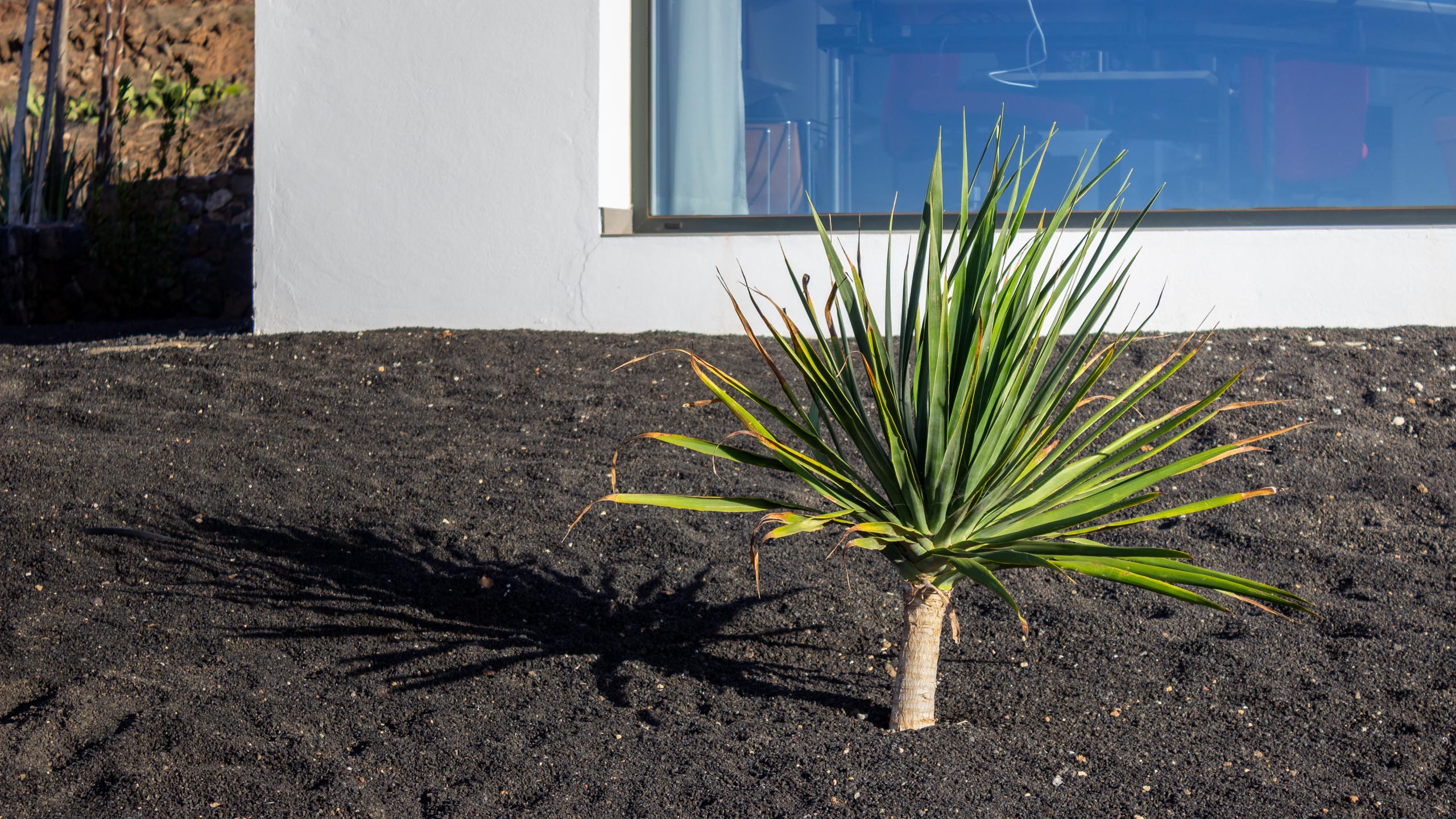 2023 11 LasBreñas November 1 the front garden trees 011