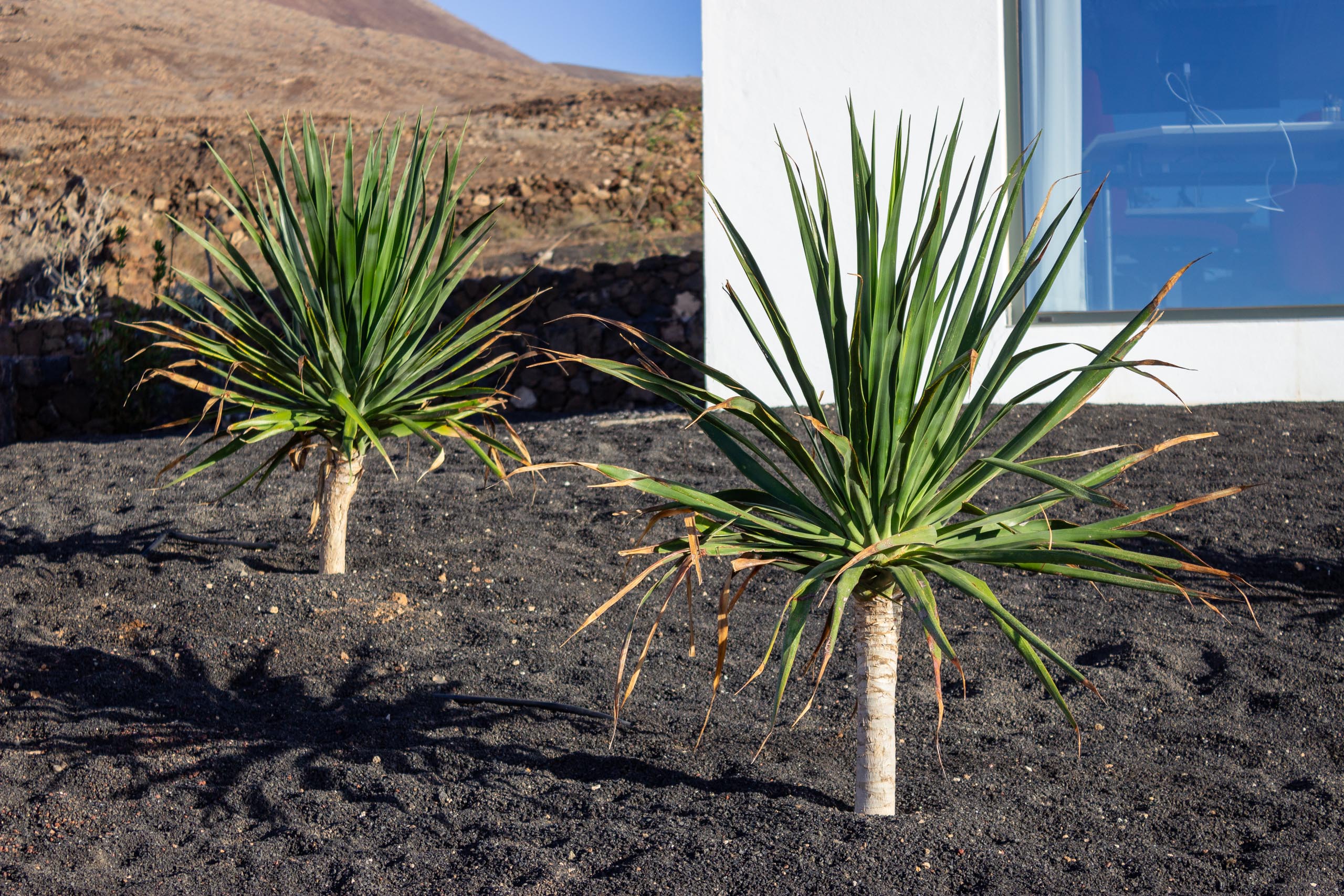 2023 11 LasBreñas November 1 the front garden trees 012