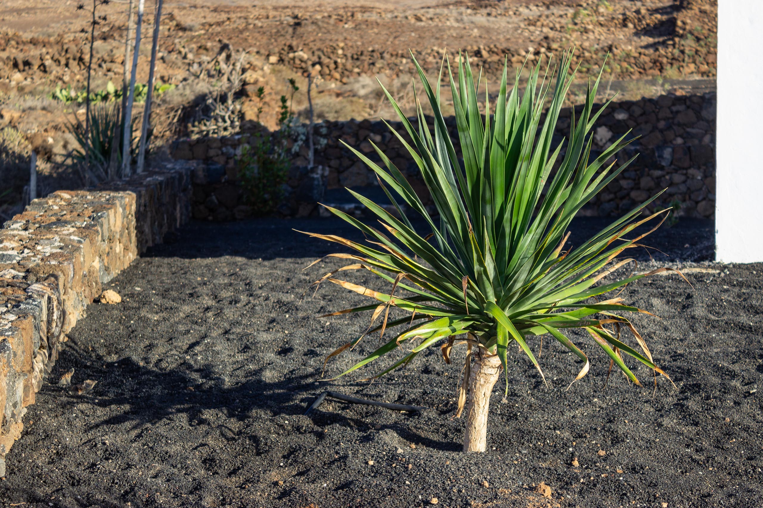 2023 11 LasBreñas November 1 the front garden trees 013