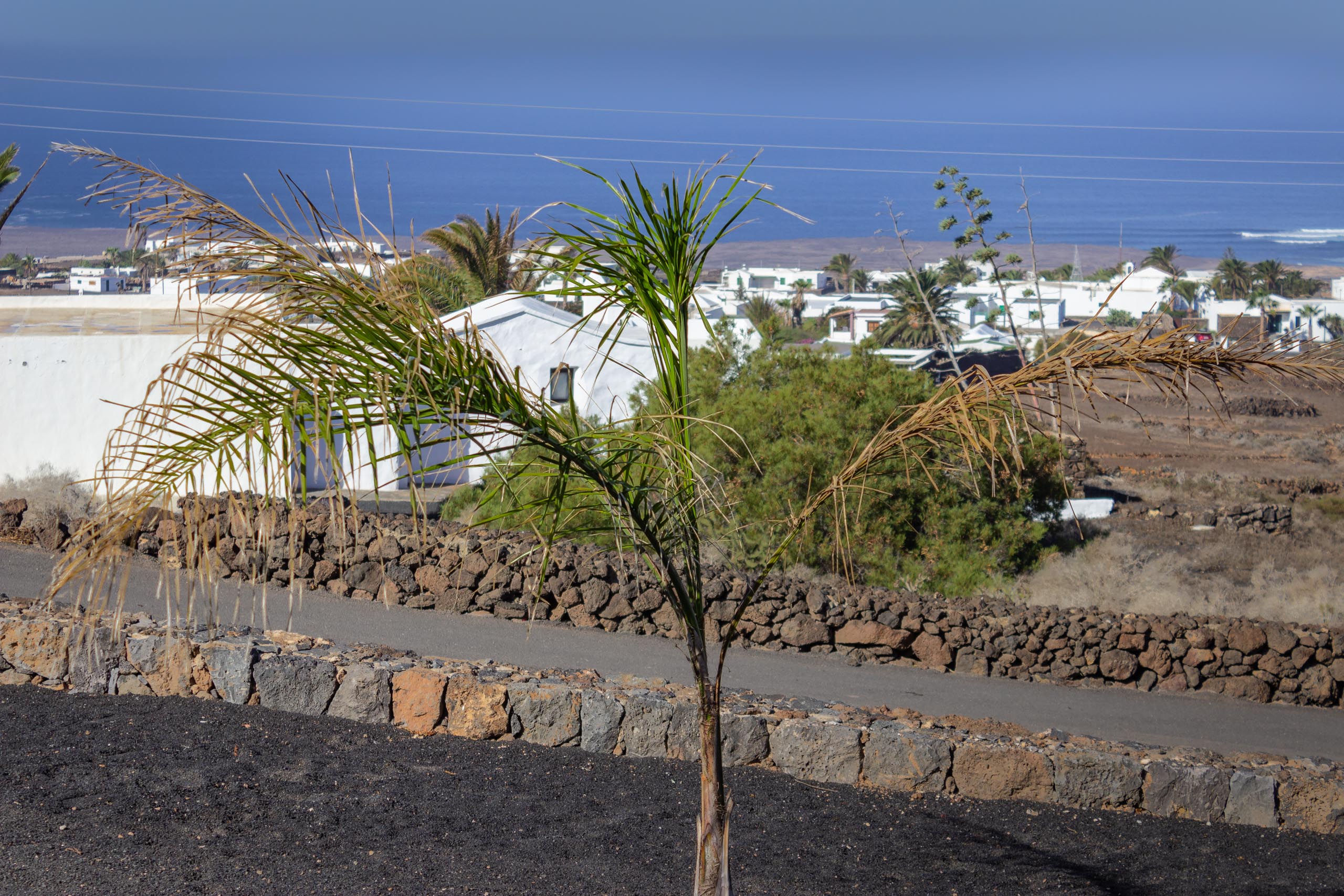 2023 11 LasBreñas November 1 the front garden trees 014