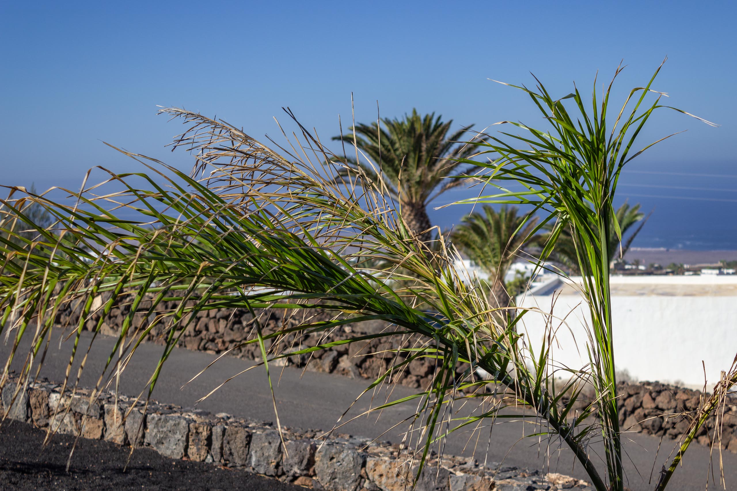 2023 11 LasBreñas November 1 the front garden trees 015