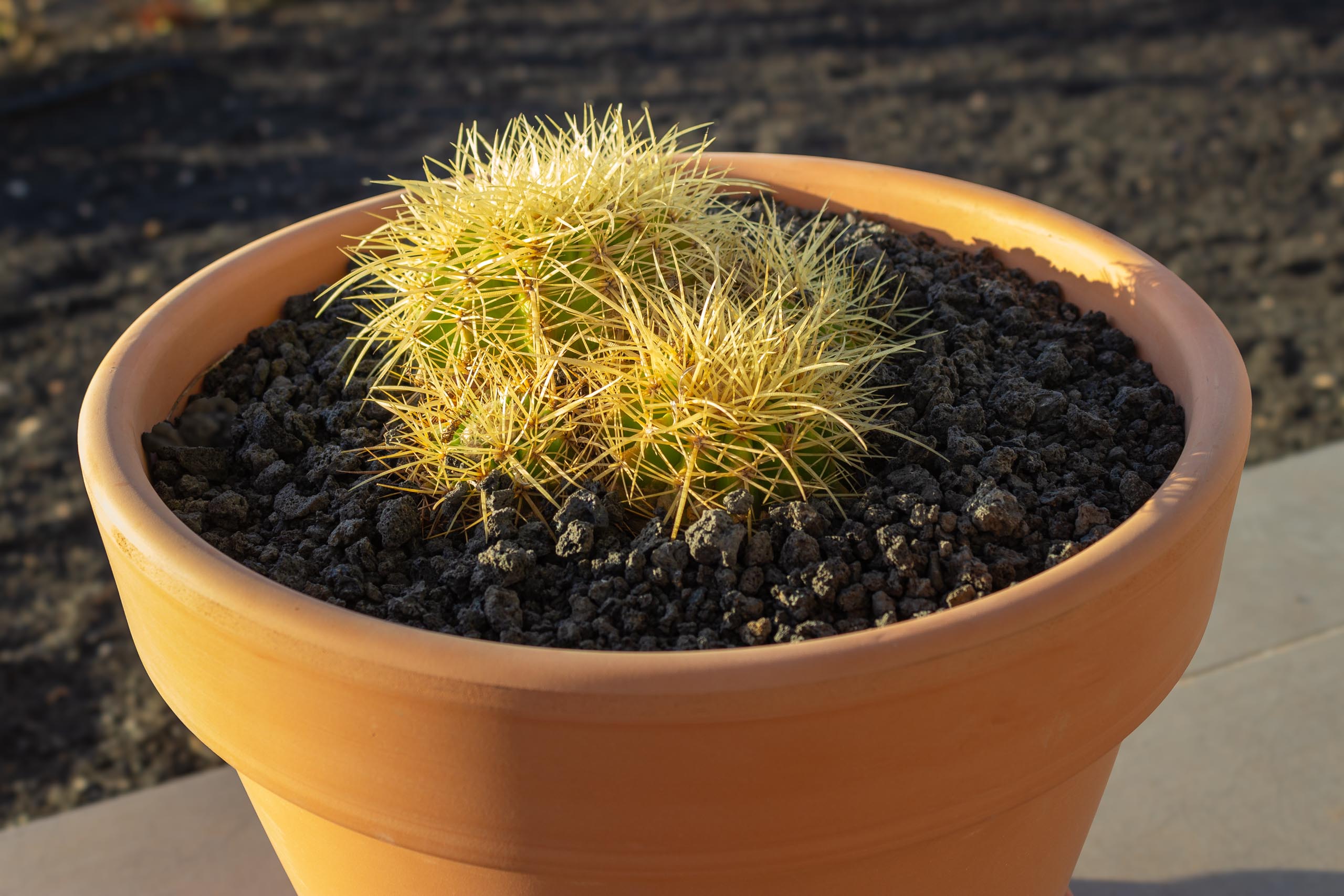 2023 11 LasBreñas 1. November die Terrasse 017