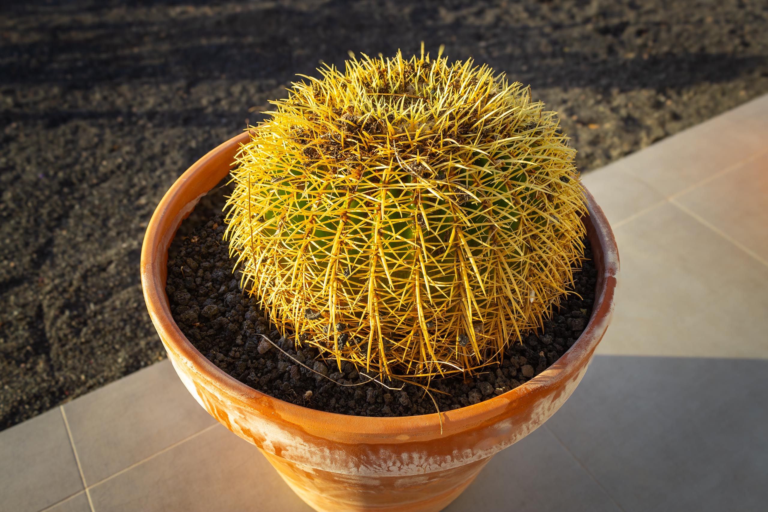 2023 11 LasBreñas 1. November die Terrasse 018