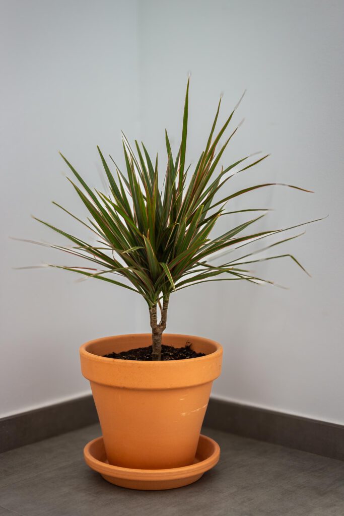 2023 12 LasBreñas 1. Dezember Haus bepflanzt den ersten Stock 001