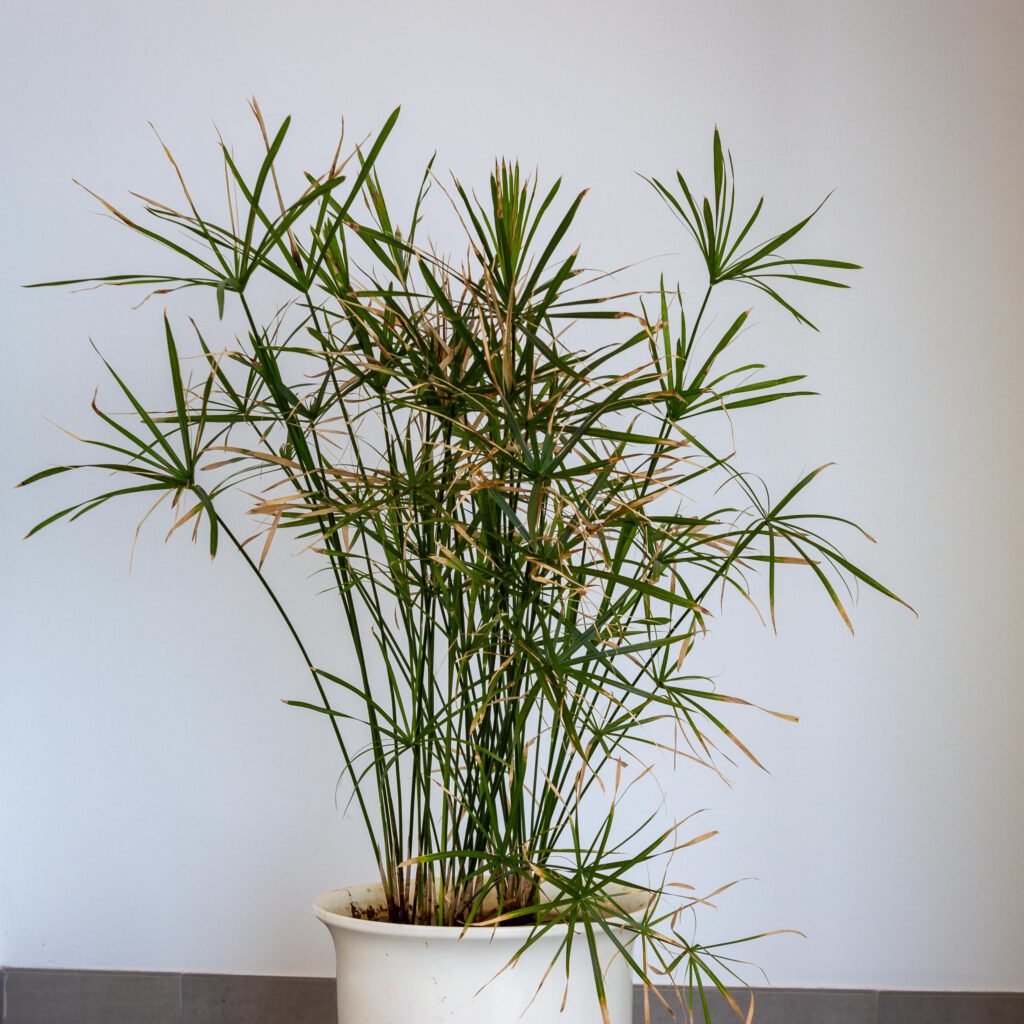 2023 12 LasBreñas 1. Dezember Haus bepflanzt das Erdgeschoss 001