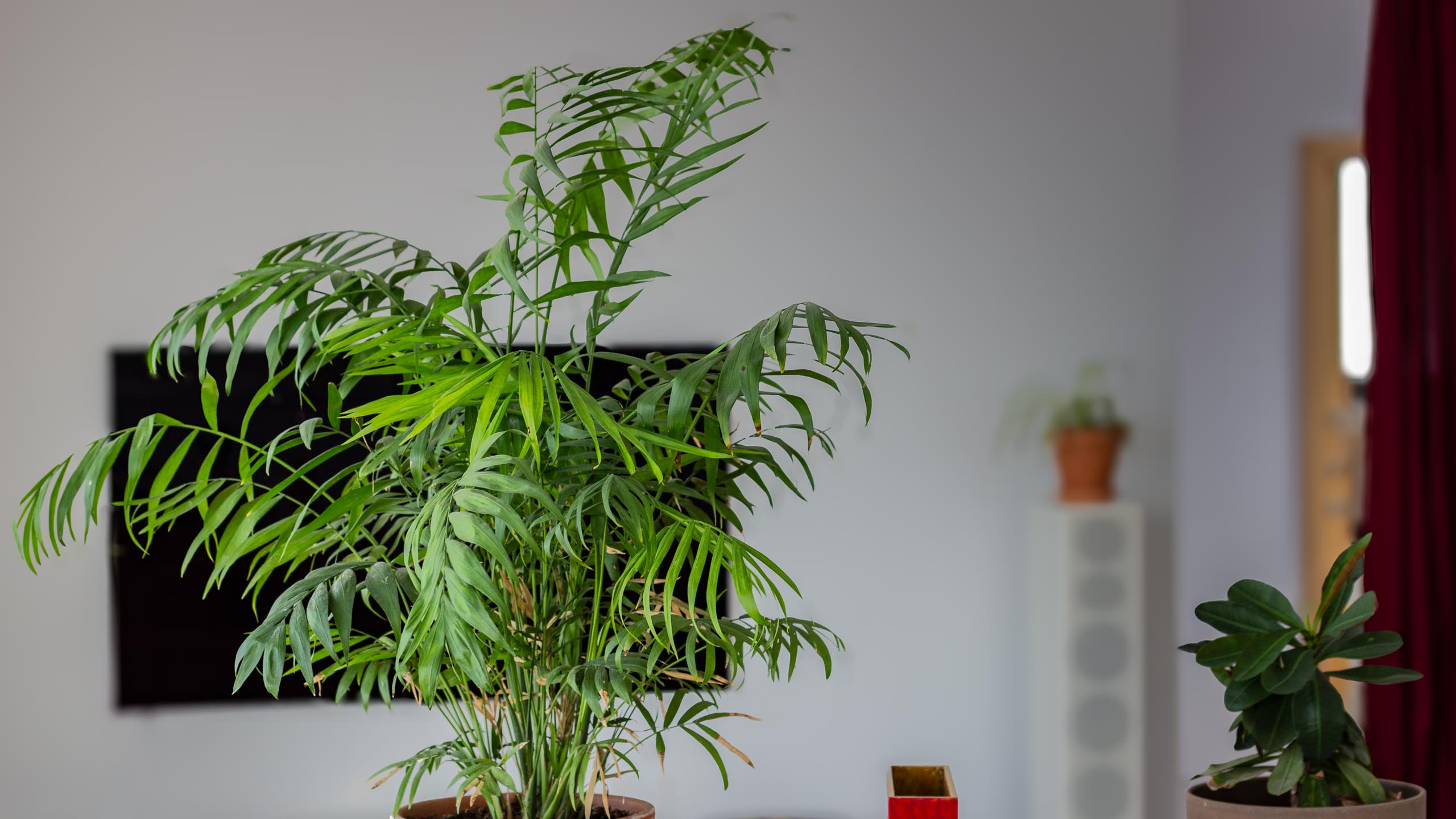 2023 12 LasBreñas 1. Dezember Haus bepflanzt das Erdgeschoss 005