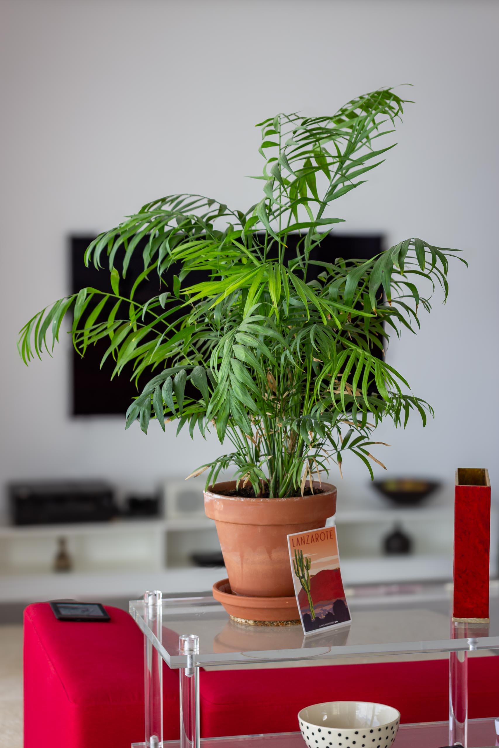 2023 12 LasBreñas 1. Dezember Haus bepflanzt das Erdgeschoss 006