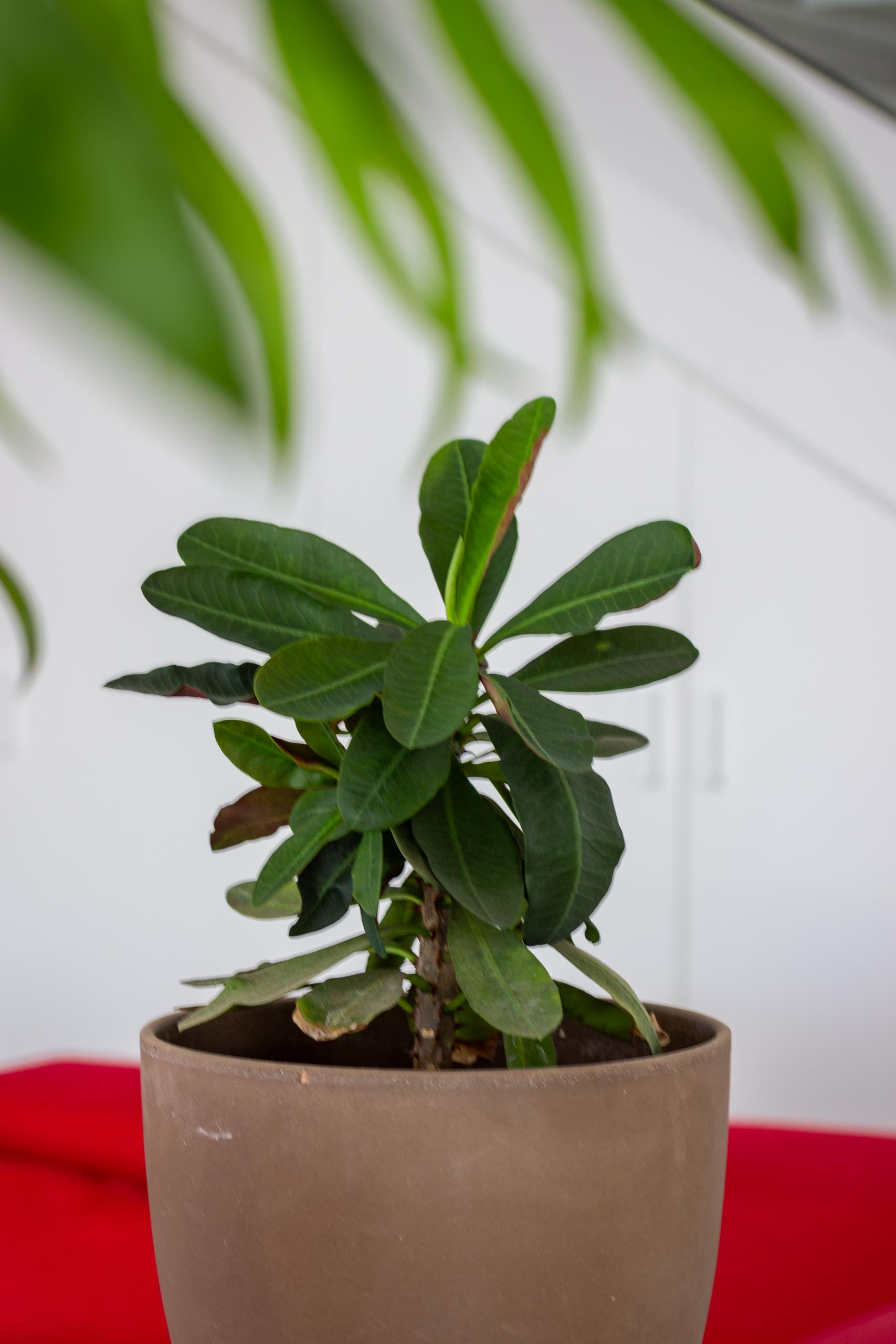 2023 12 LasBreñas 1. Dezember Haus bepflanzt das Erdgeschoss 008