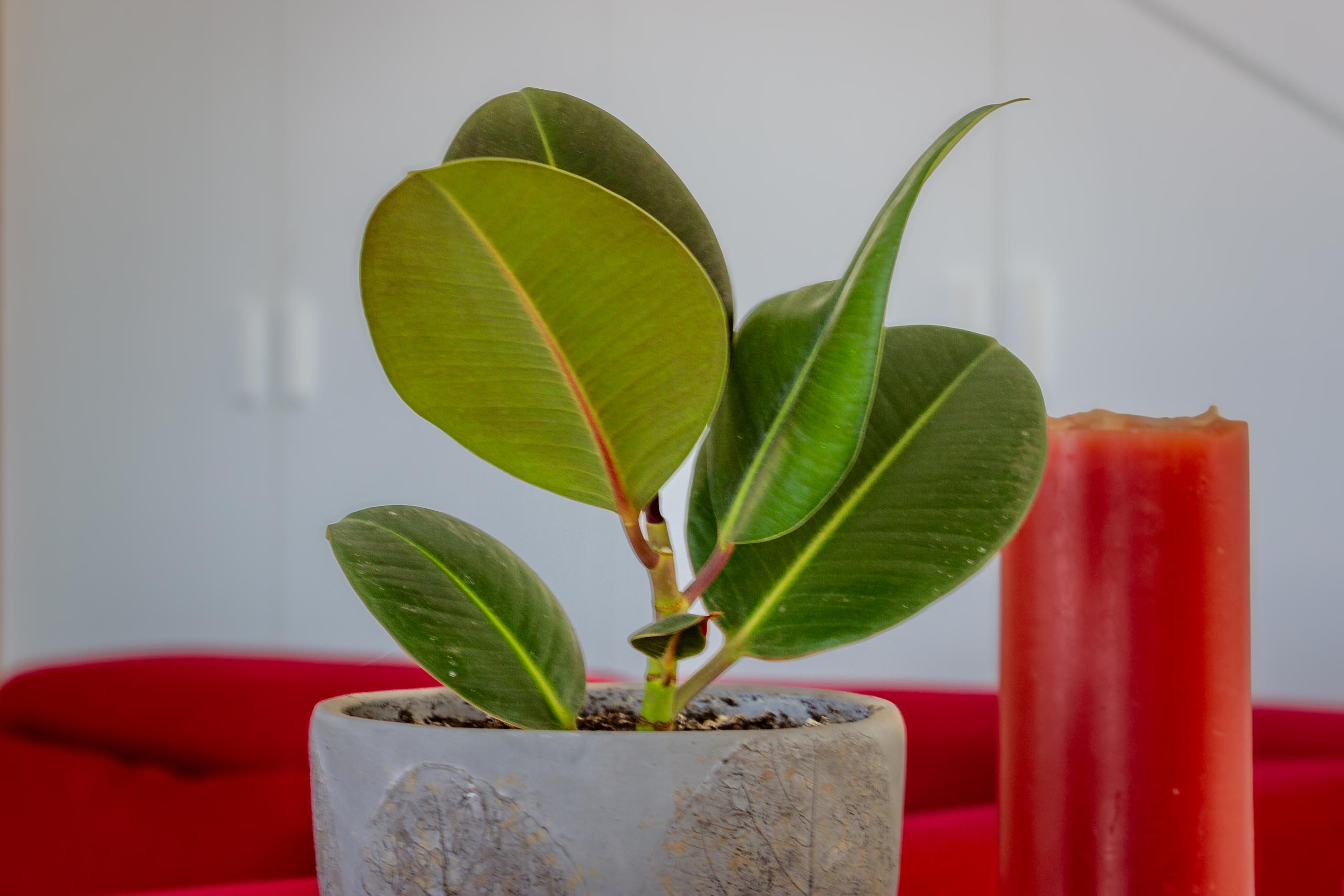 2023 12 LasBreñas 1. Dezember Haus bepflanzt das Erdgeschoss 009