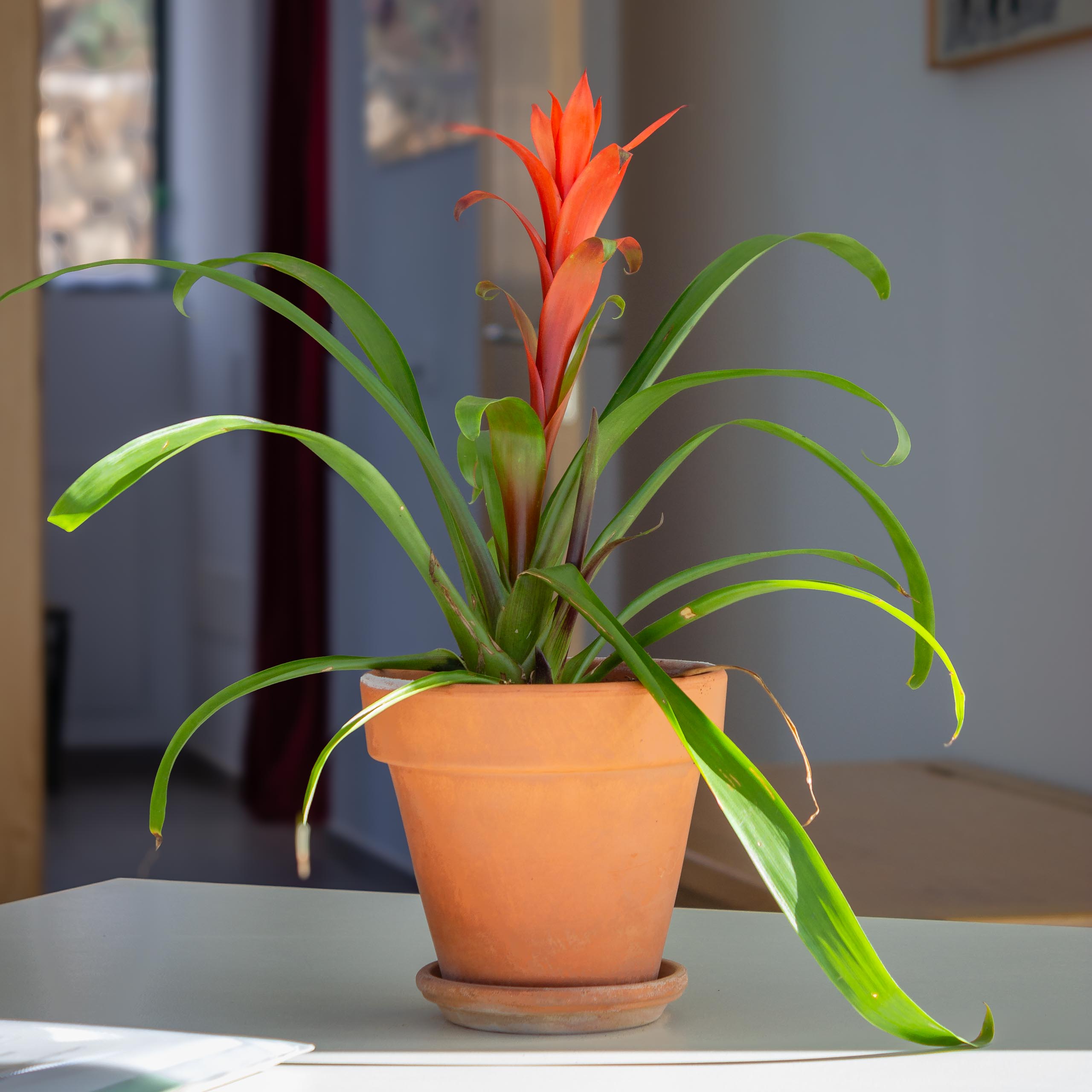 2023 12 LasBreñas 1. Dezember Haus bepflanzt das Erdgeschoss 011