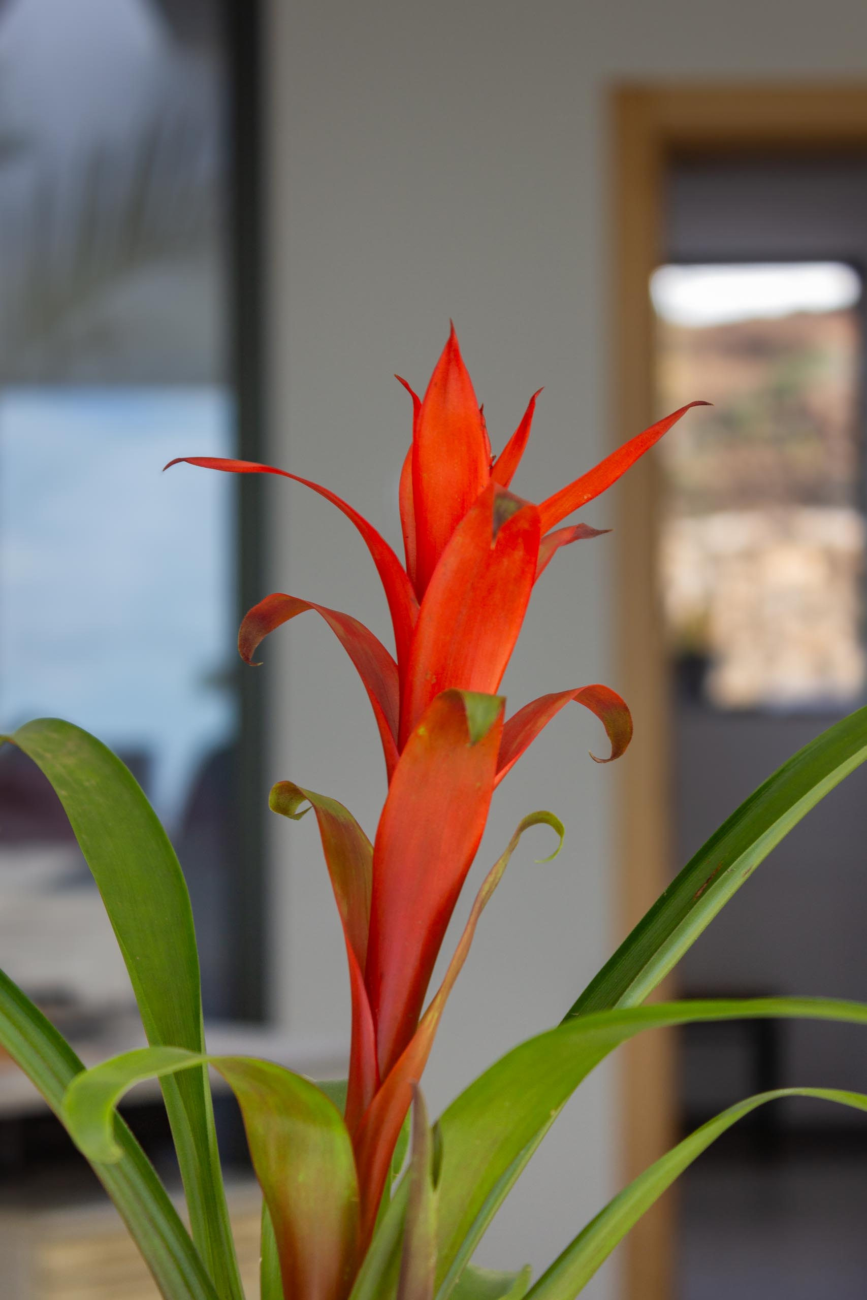 2023 12 LasBreñas 1. Dezember Haus bepflanzt das Erdgeschoss 012