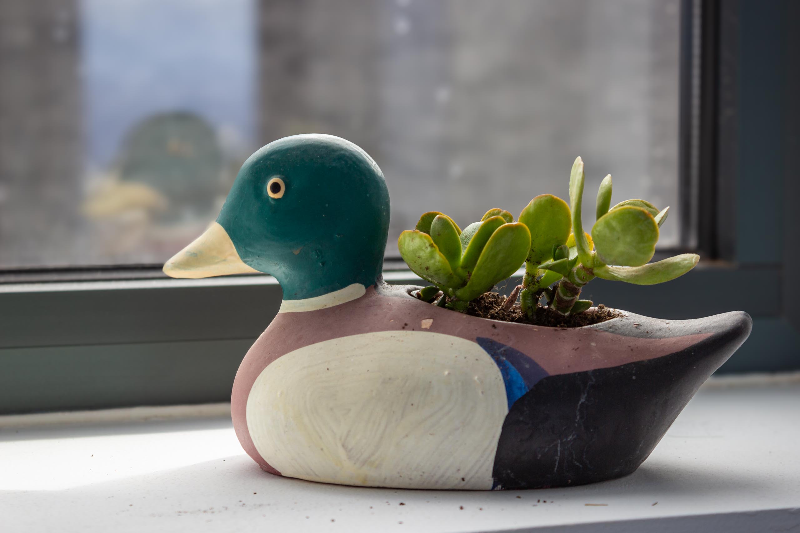 2023 12 LasBreñas 1. Dezember Zimmerbepflanzung der Fensterbänke 011