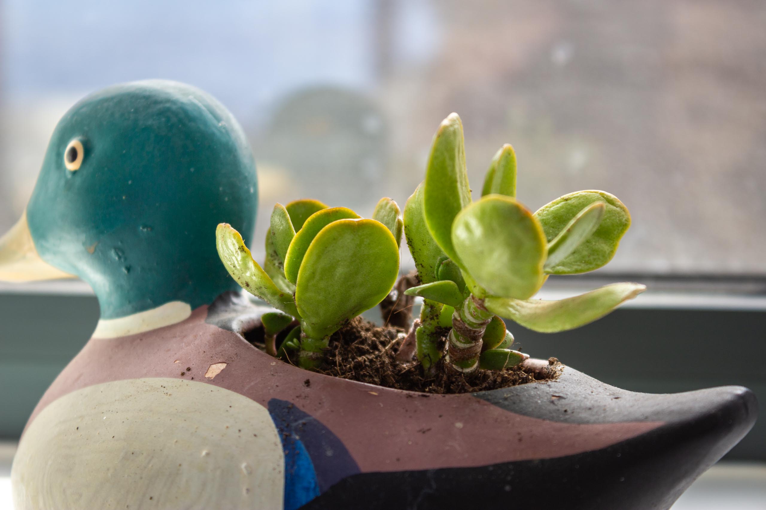 2023 12 LasBreñas 1. Dezember Zimmerbepflanzung der Fensterbänke 012