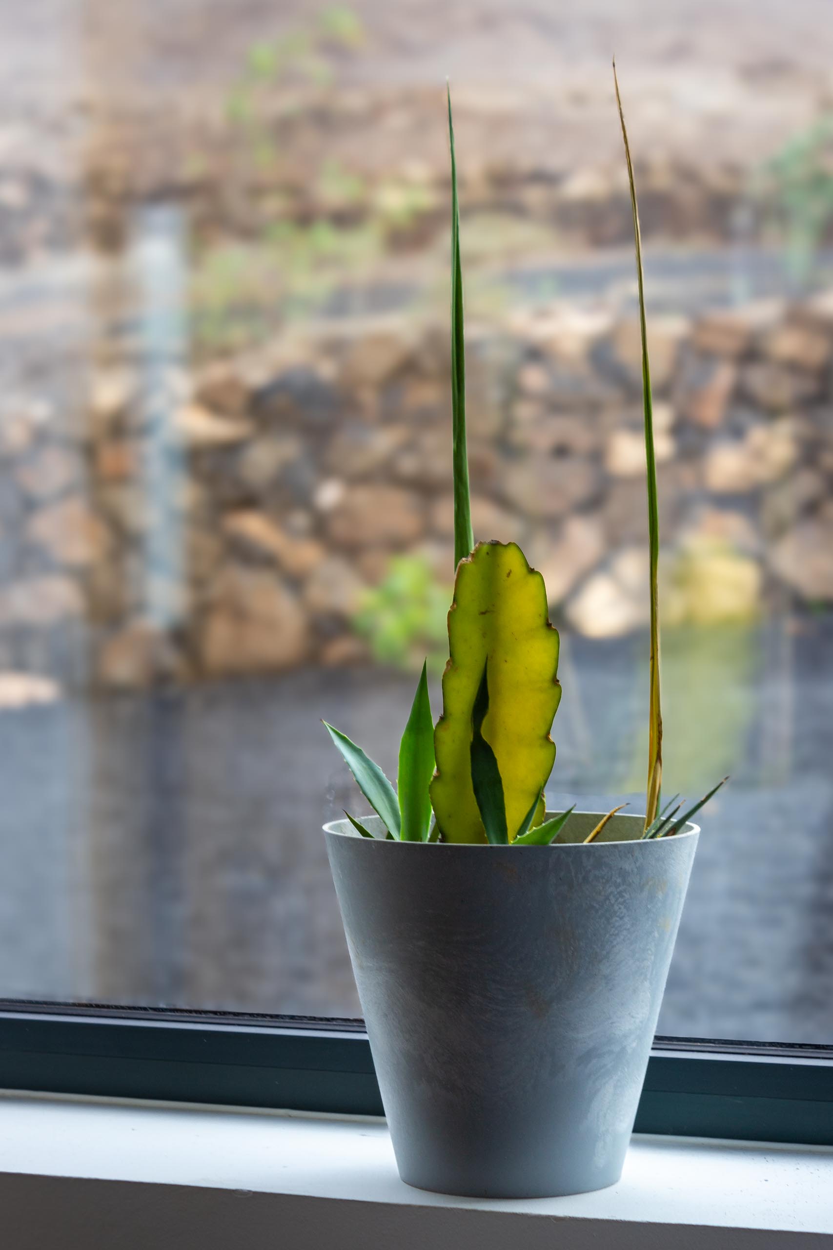 2023 12 LasBreñas 1. Dezember Zimmerbepflanzung der Fensterbänke 013